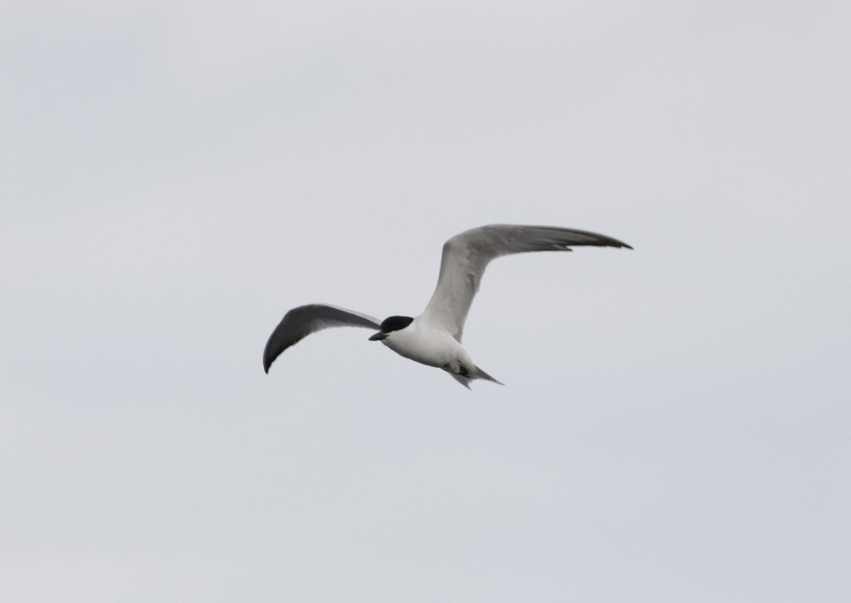 Gull-billed Tern - ML620585780