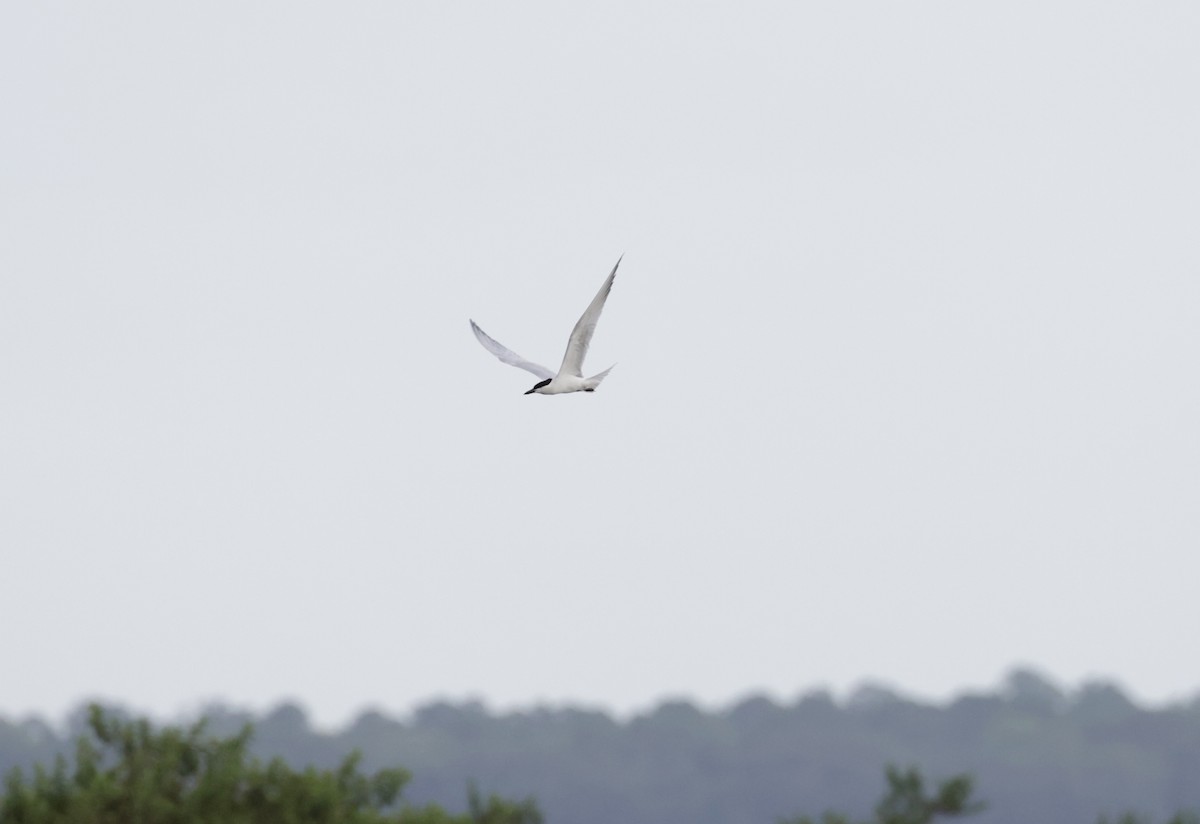 Gull-billed Tern - ML620585782