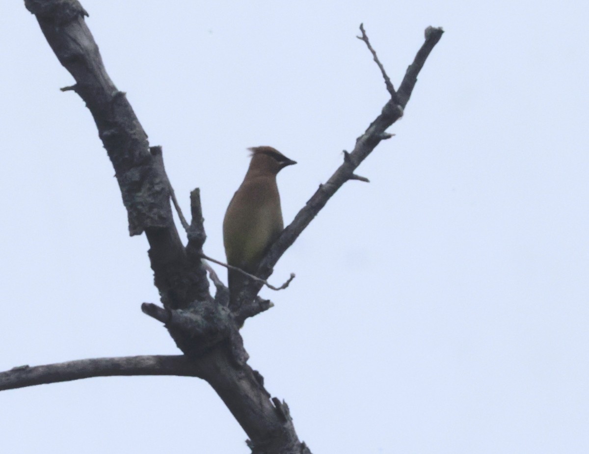 Cedar Waxwing - ML620585785