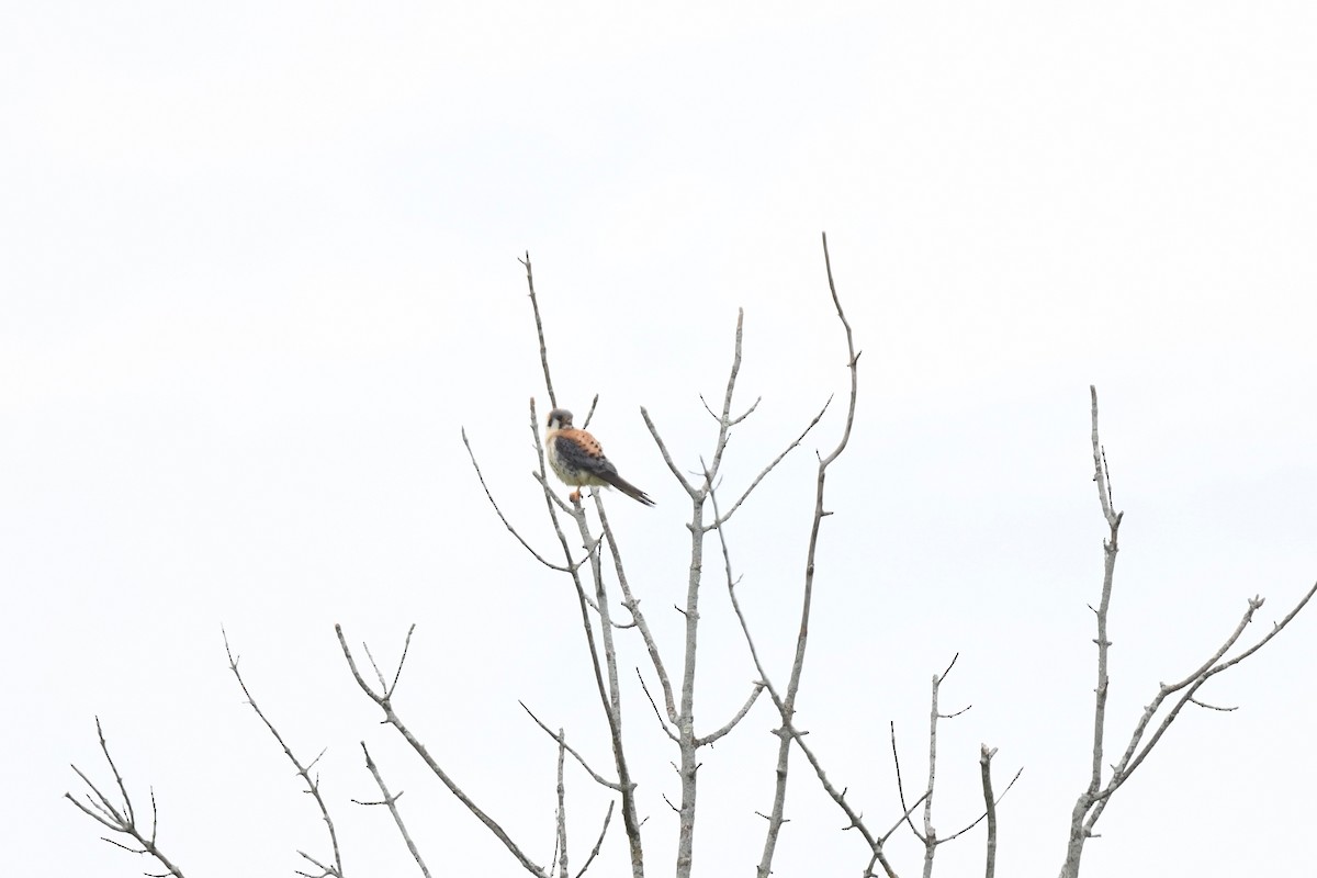 American Kestrel - ML620585787