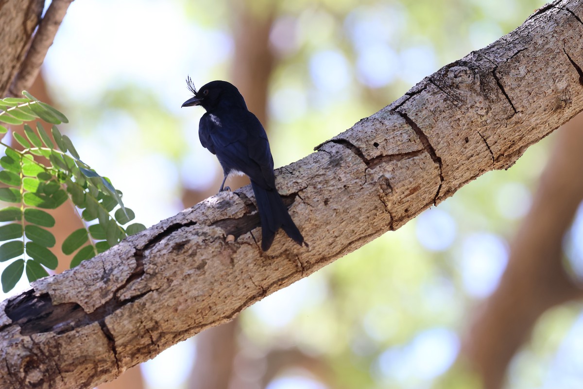 Crested Drongo - ML620585788