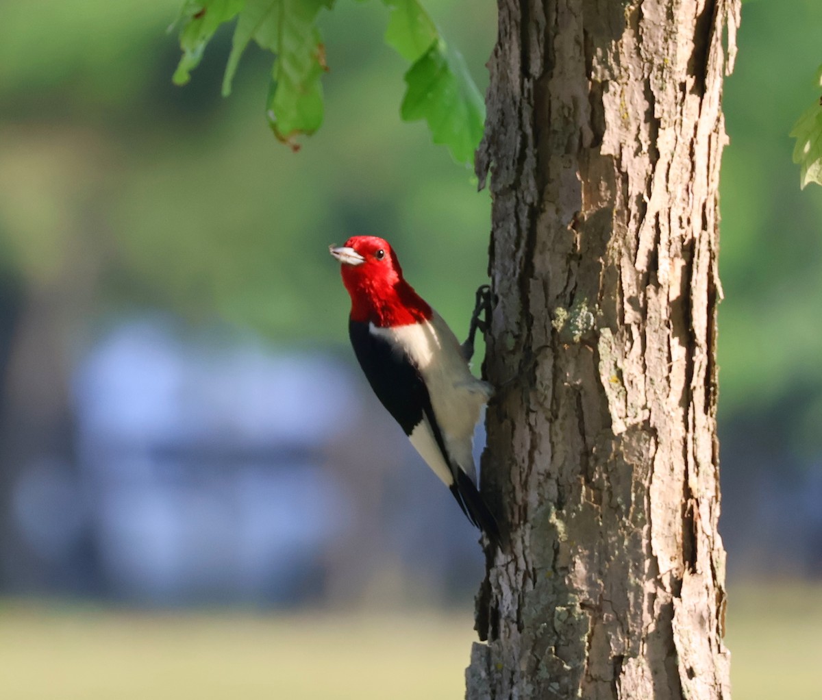 Red-headed Woodpecker - ML620585789