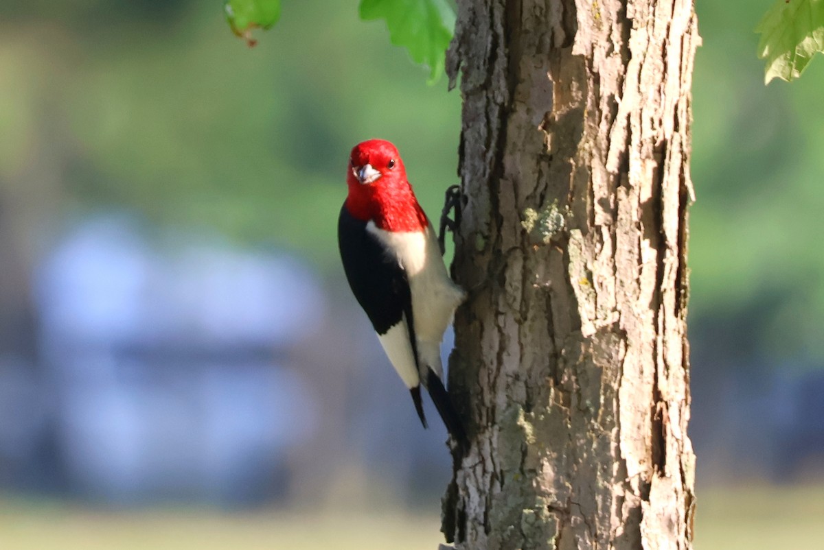 Red-headed Woodpecker - Daniel Emlin