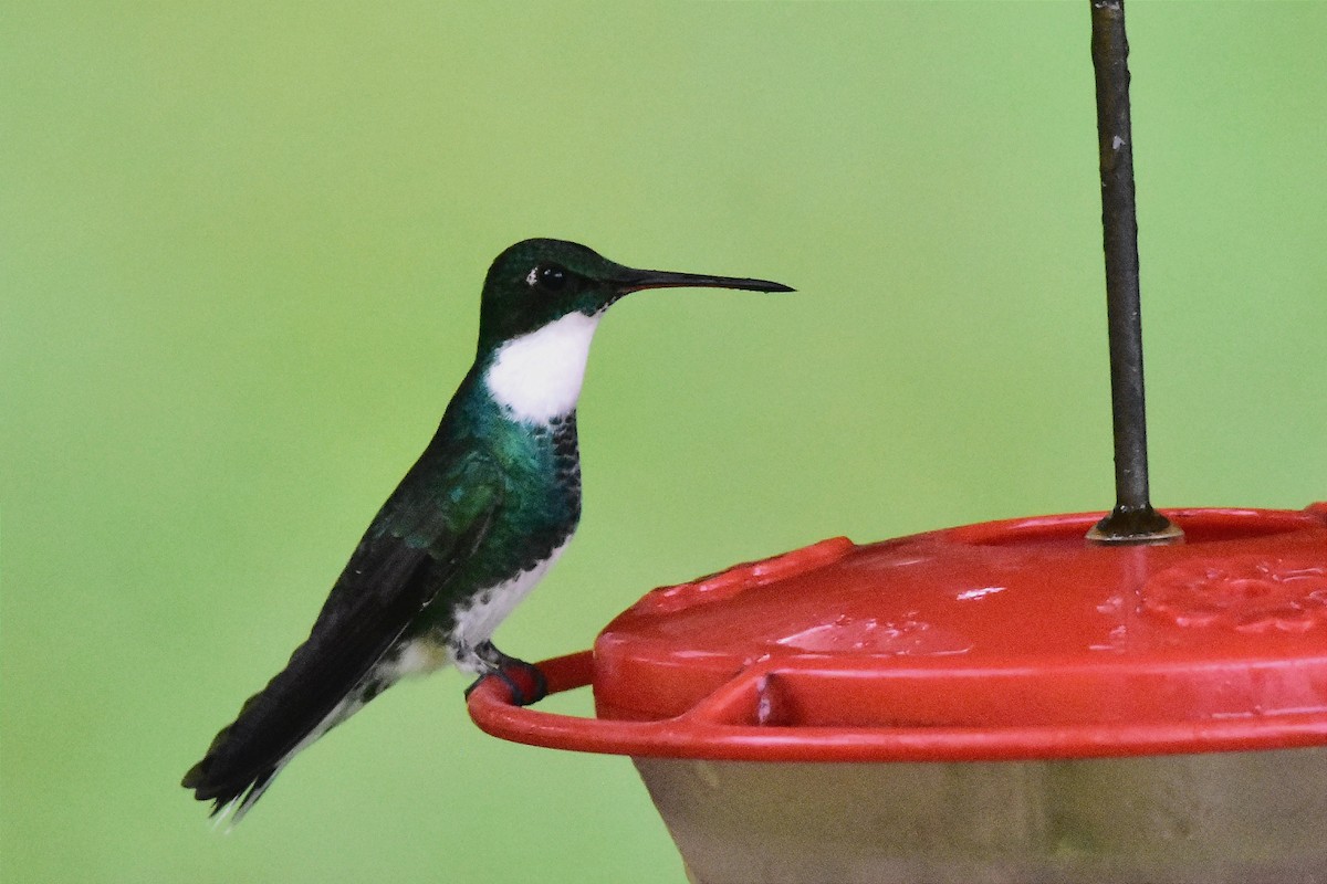 White-throated Hummingbird - ML620585792