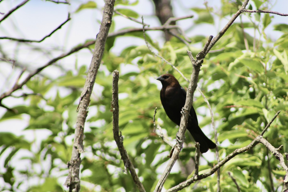 Brown-headed Cowbird - Anne R.