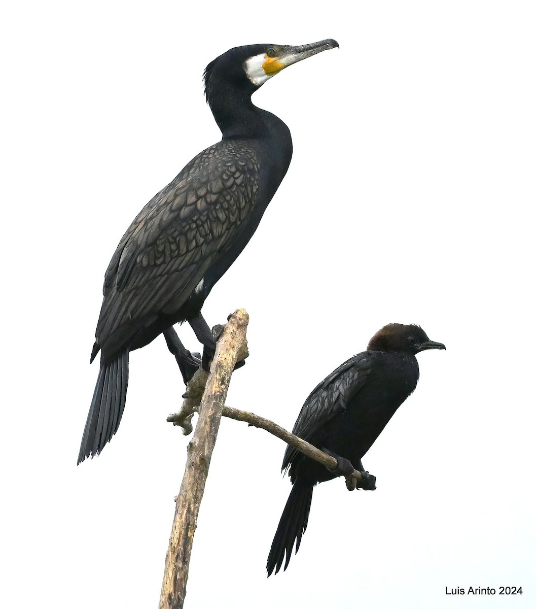 Great Cormorant - ML620585797