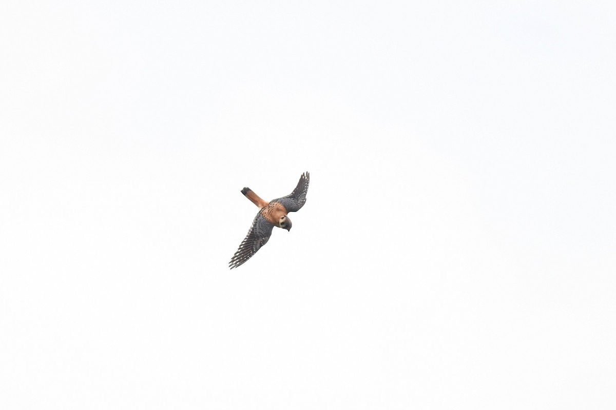 American Kestrel - ML620585798