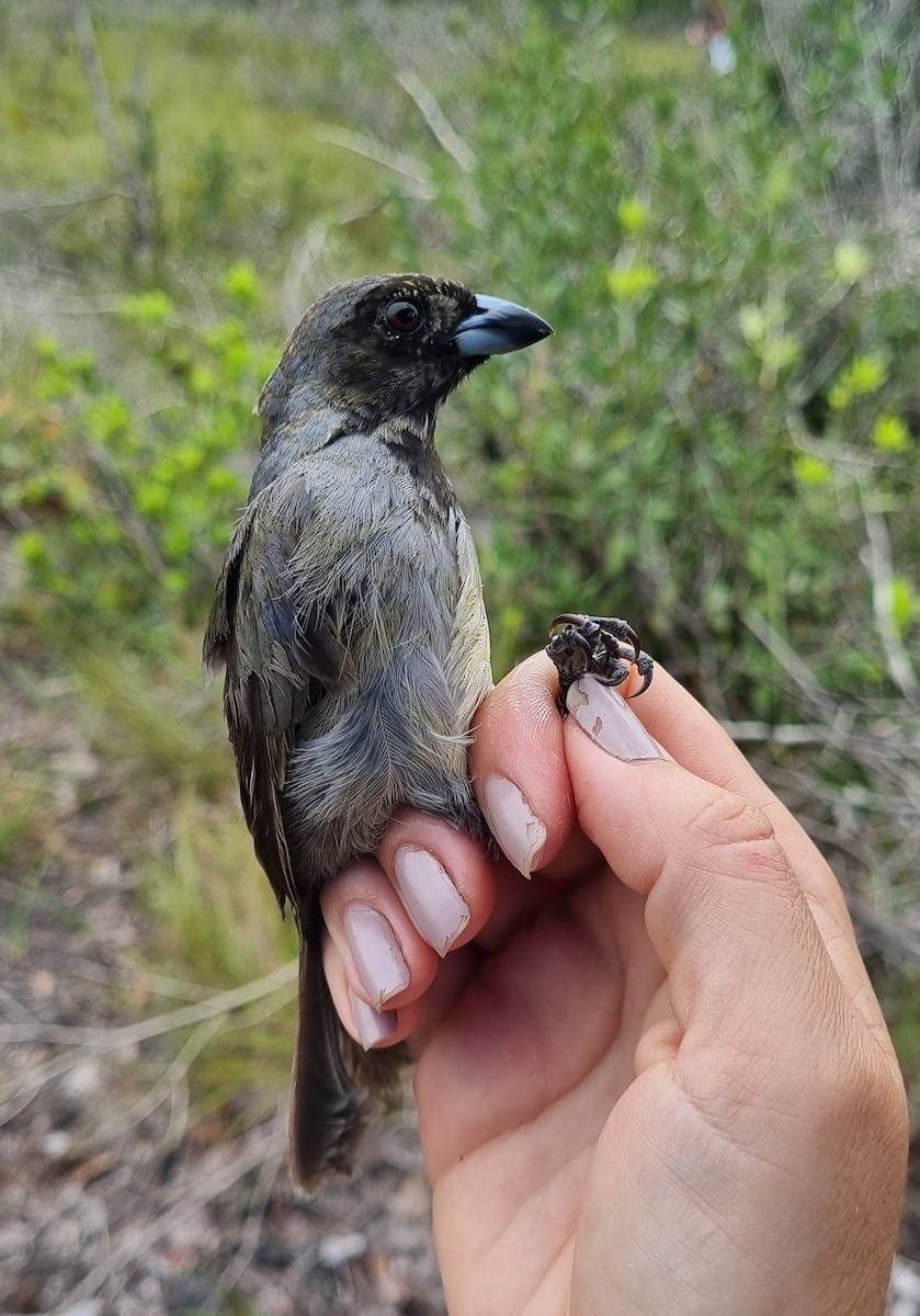 Black-faced Tanager - ML620585799