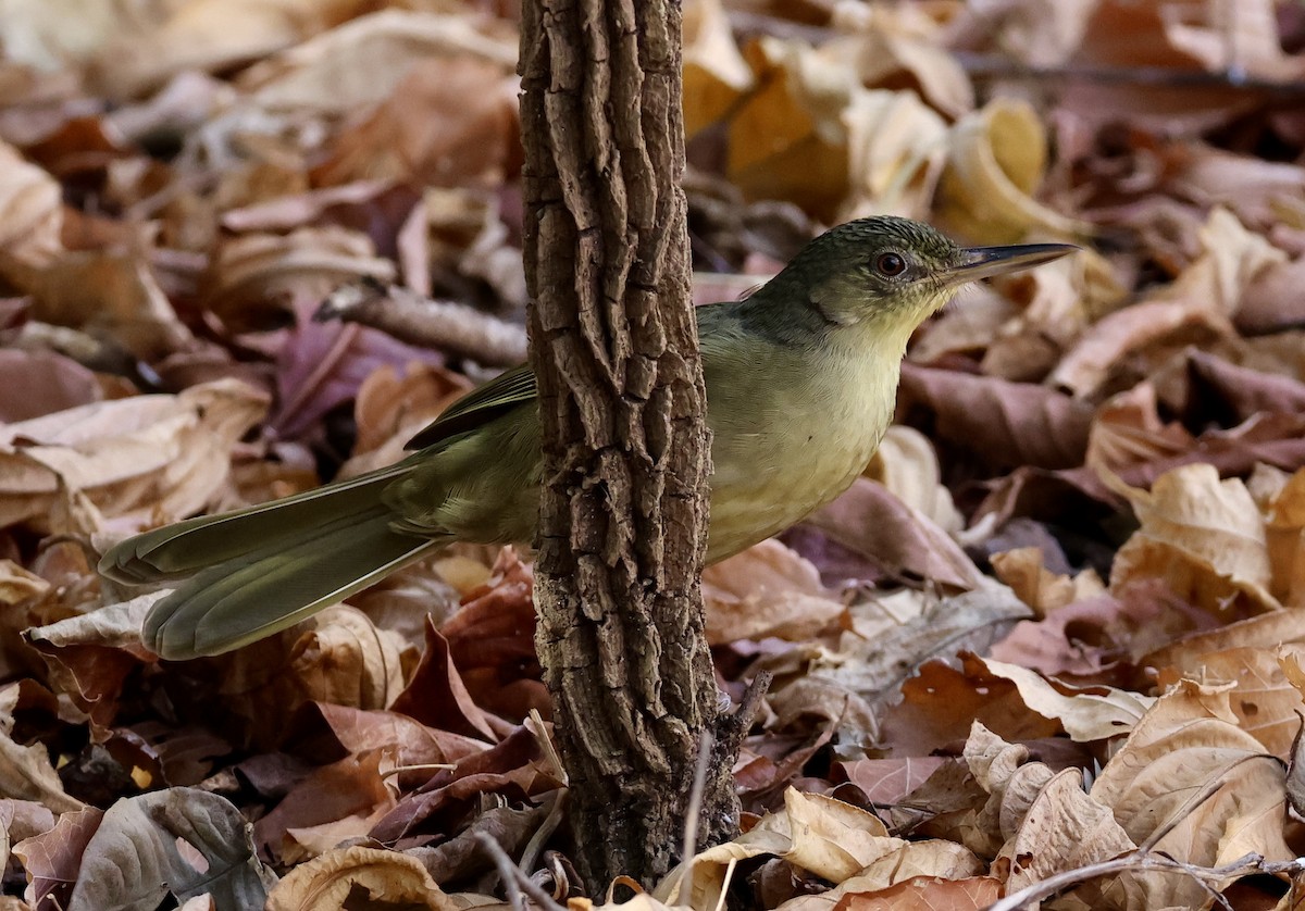 Long-billed Bernieria - ML620585802