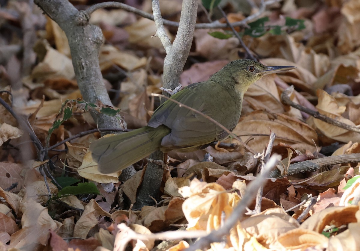 Long-billed Bernieria - ML620585803