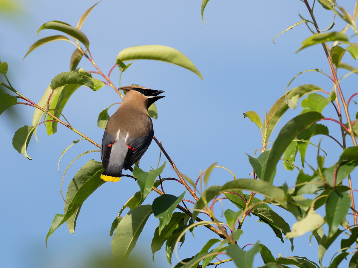 Cedar Waxwing - ML620585808