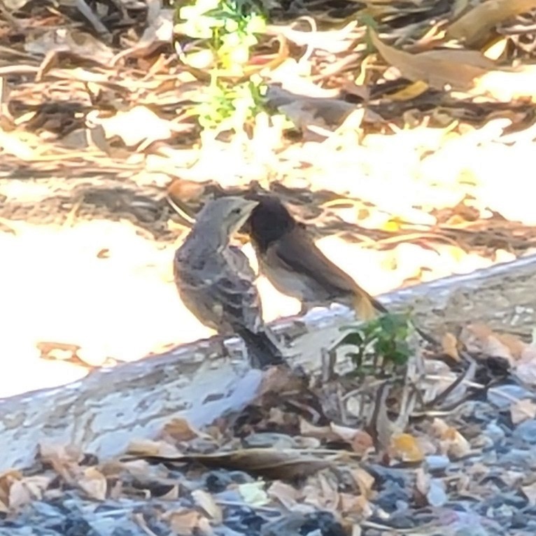 Brown-headed Cowbird - ML620585810