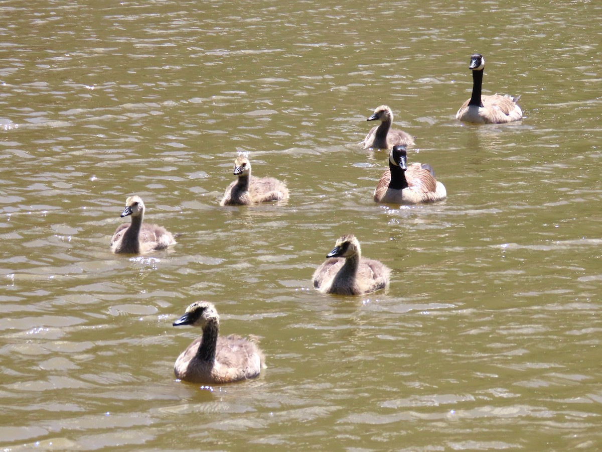 Canada Goose - ML620585812