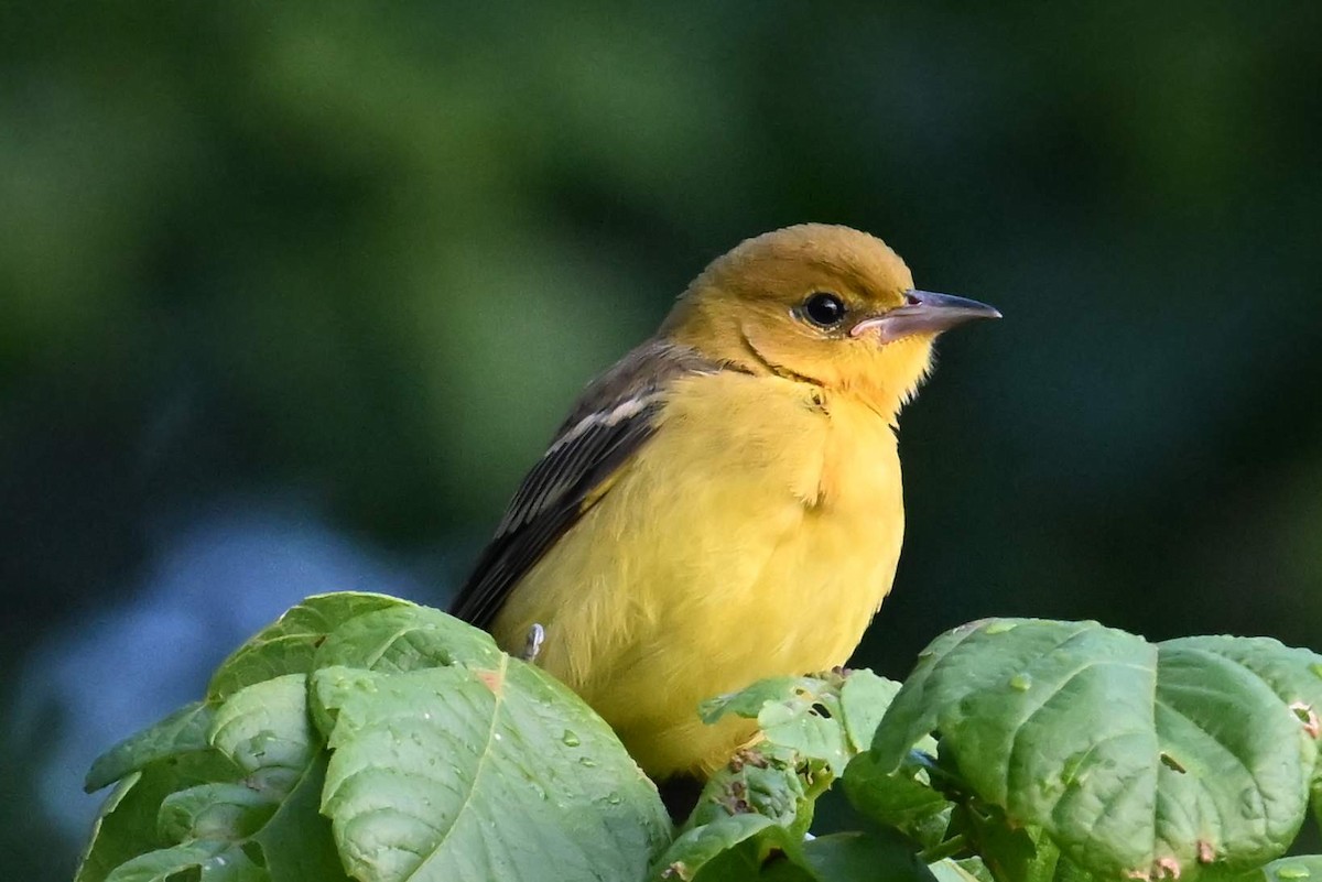 Orchard Oriole - ML620585815