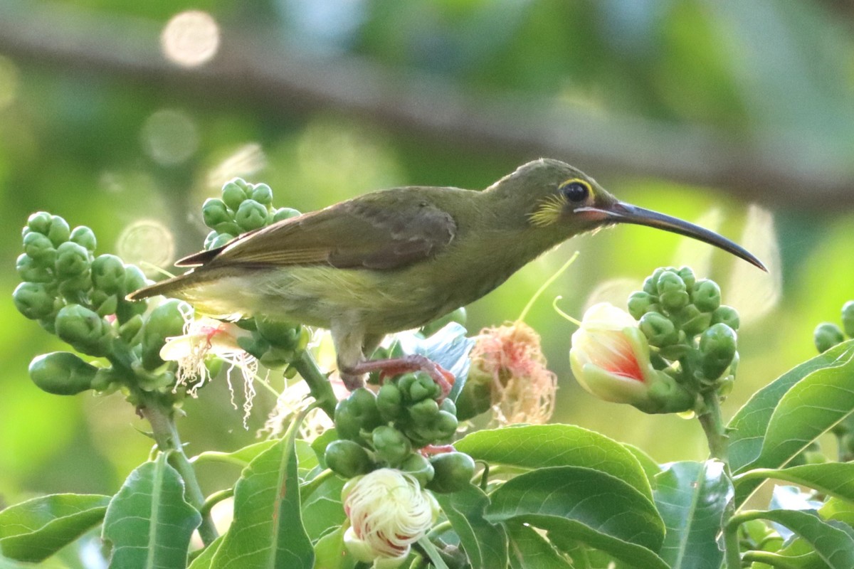 Yellow-eared Spiderhunter - ML620585824