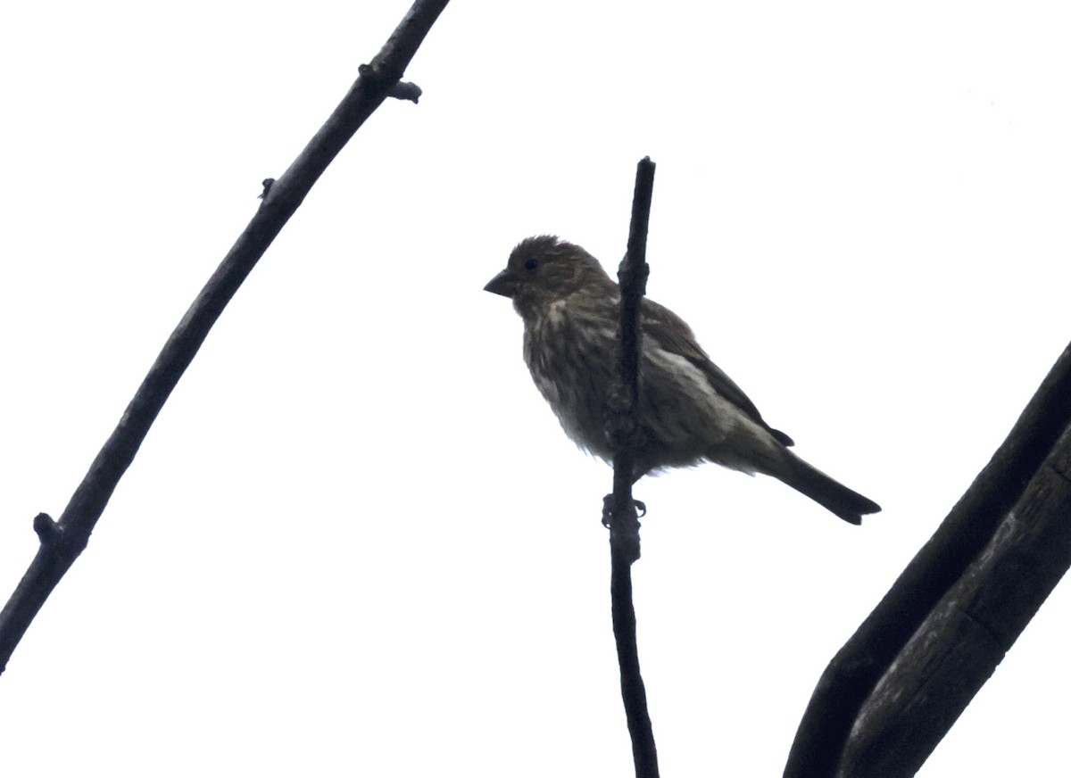 House Finch - ML620585825