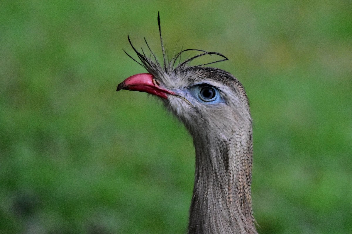 Red-legged Seriema - ML620585827