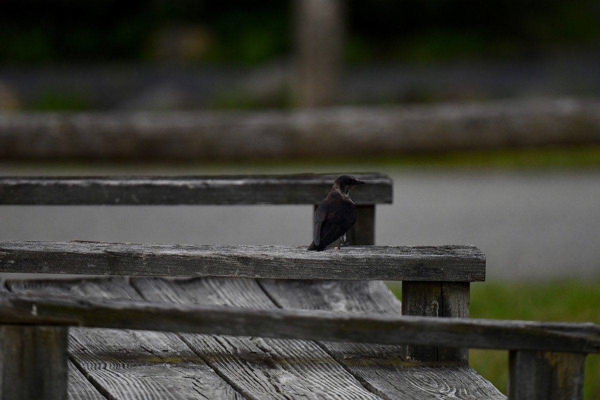 Purple Martin - joe demko