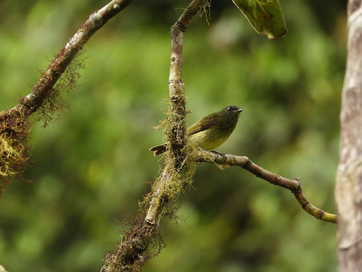 Streak-necked Flycatcher - ML620585834