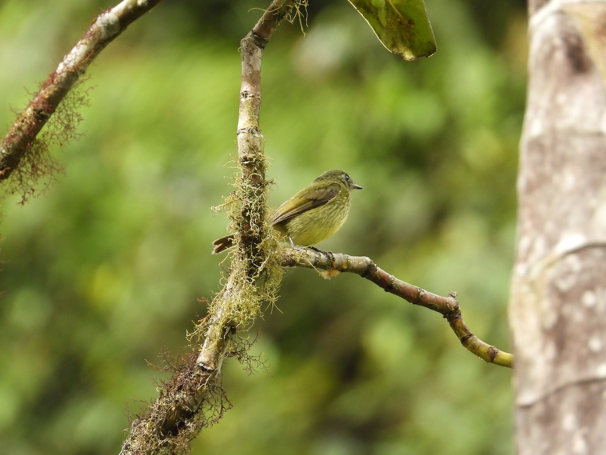 Streak-necked Flycatcher - ML620585837