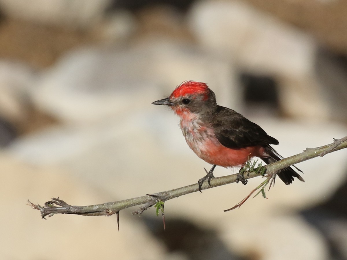 Vermilion Flycatcher - ML620585845