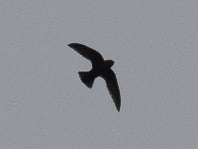 Black Swift - ML620585847