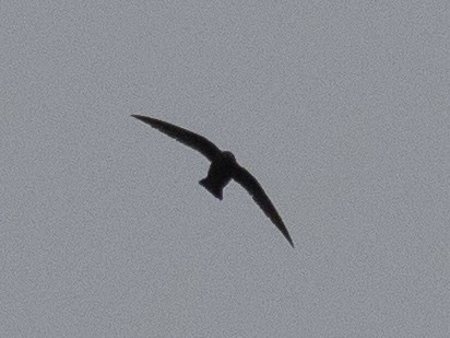 Black Swift - ML620585849