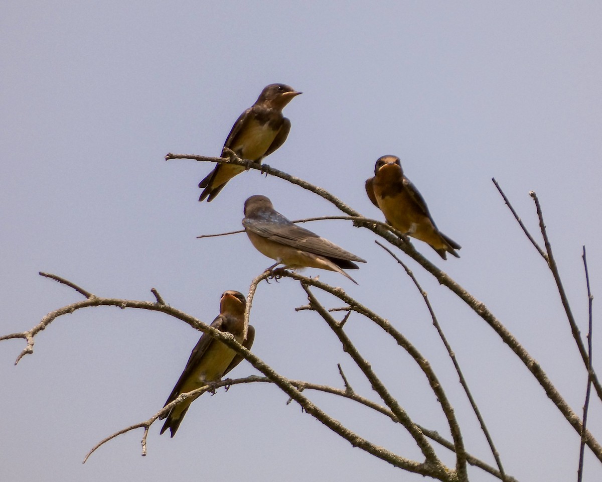 Barn Swallow - ML620585854