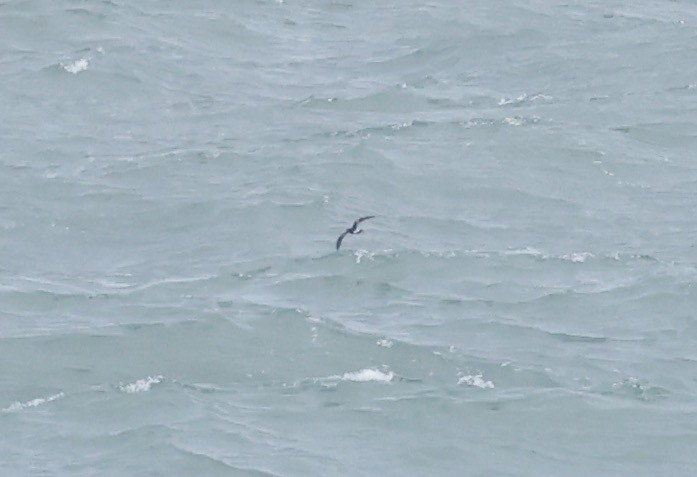 Leach's Storm-Petrel - ML620585855