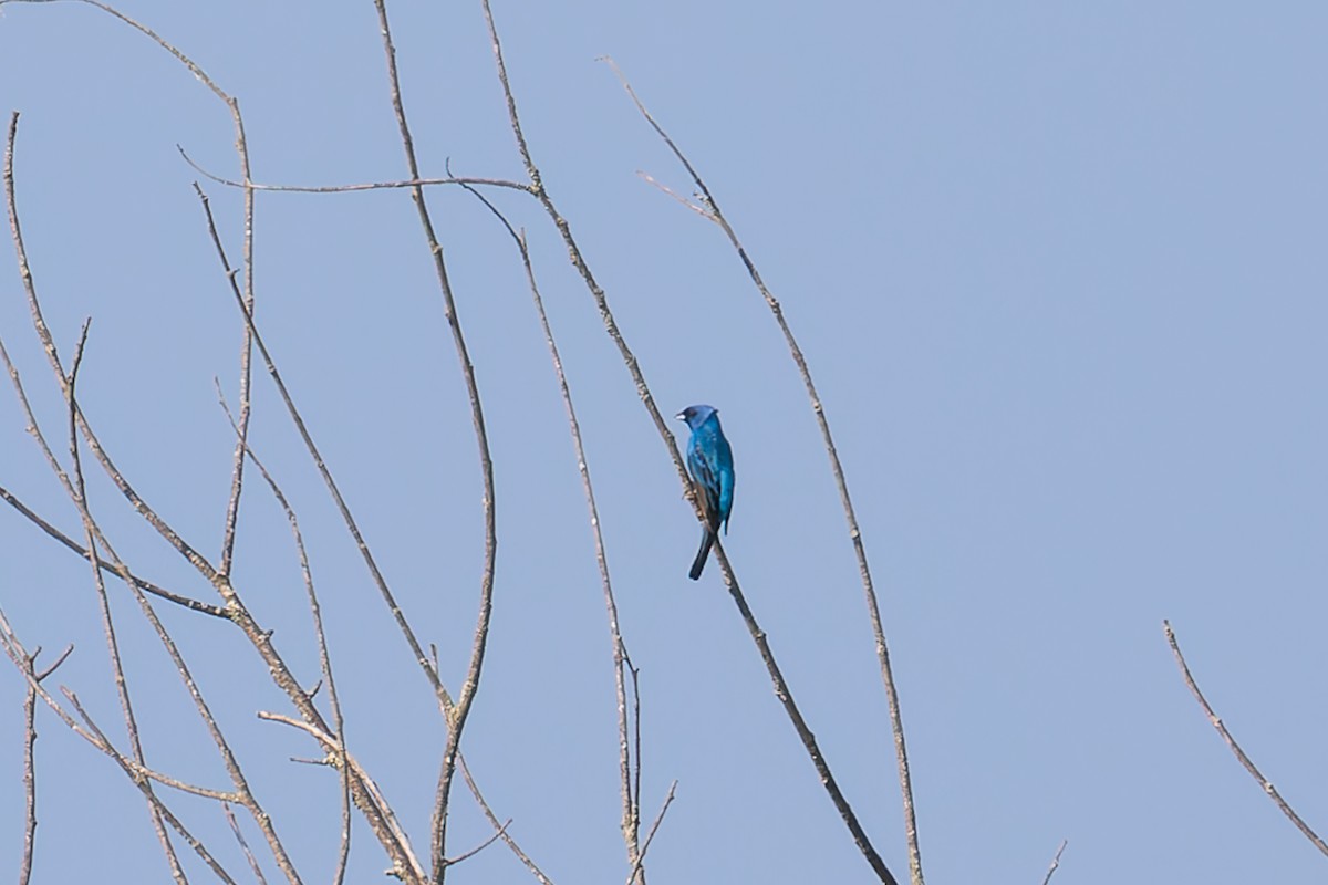 Indigo Bunting - ML620585856