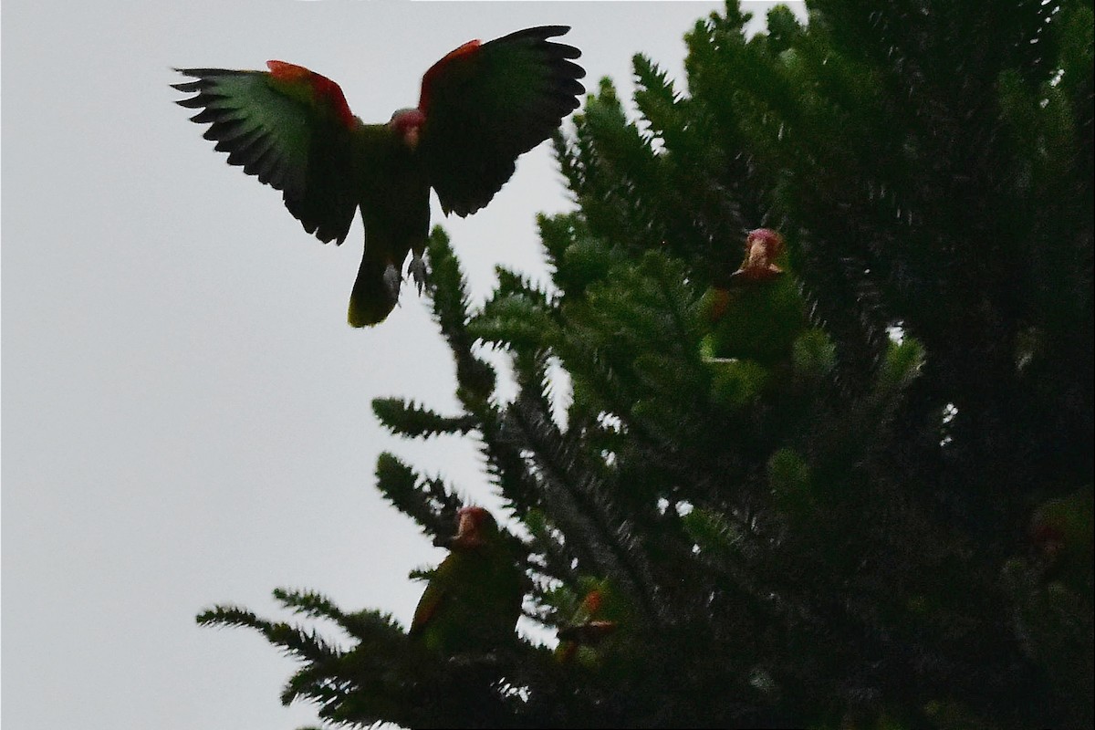 アカソデボウシインコ - ML620585860