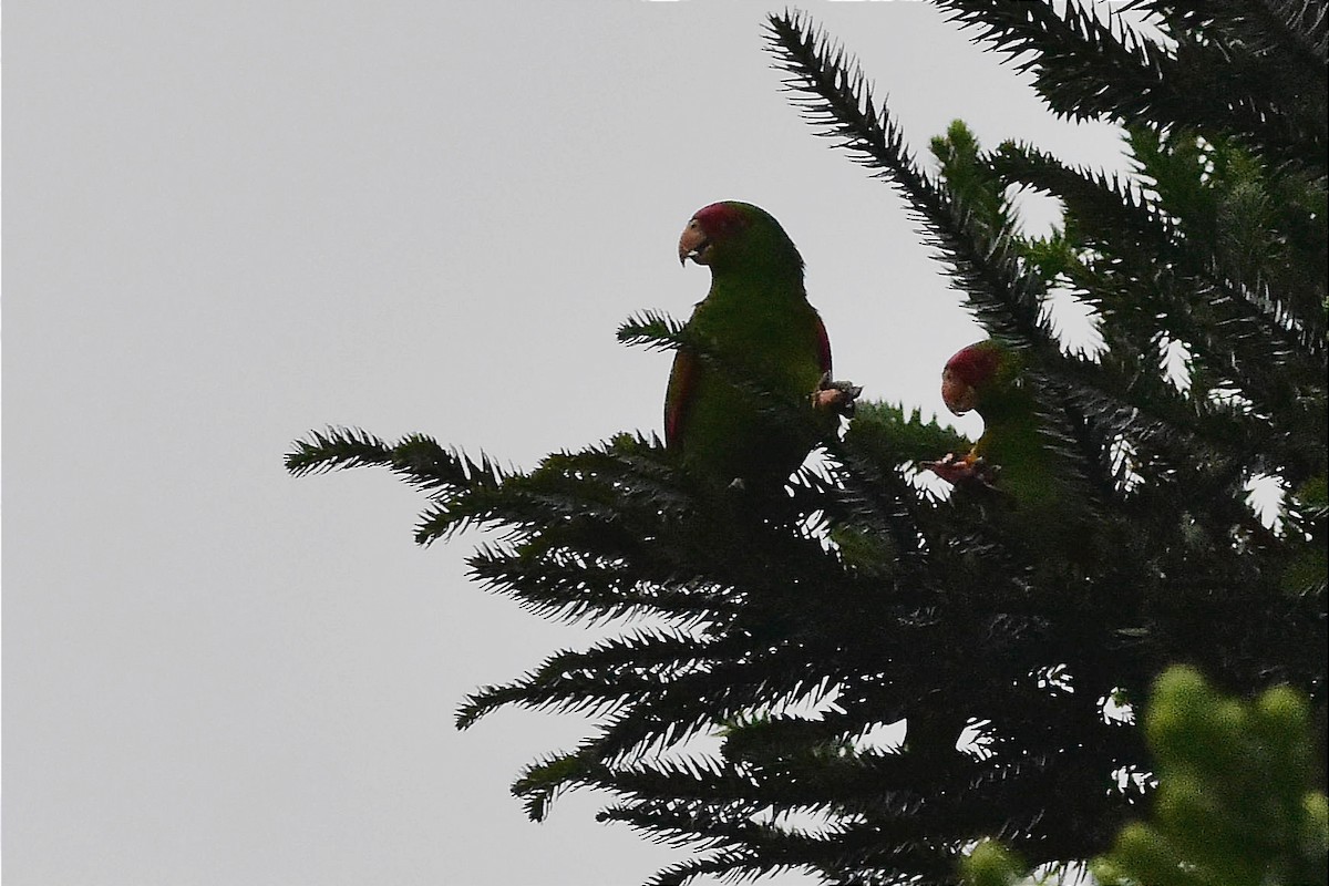 Red-spectacled Parrot - ML620585861