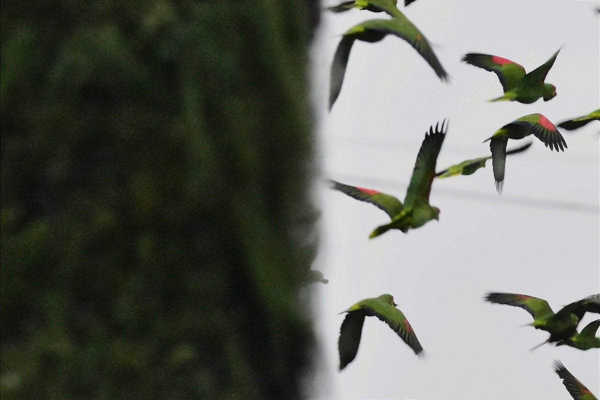 Red-spectacled Parrot - Juan Bardier