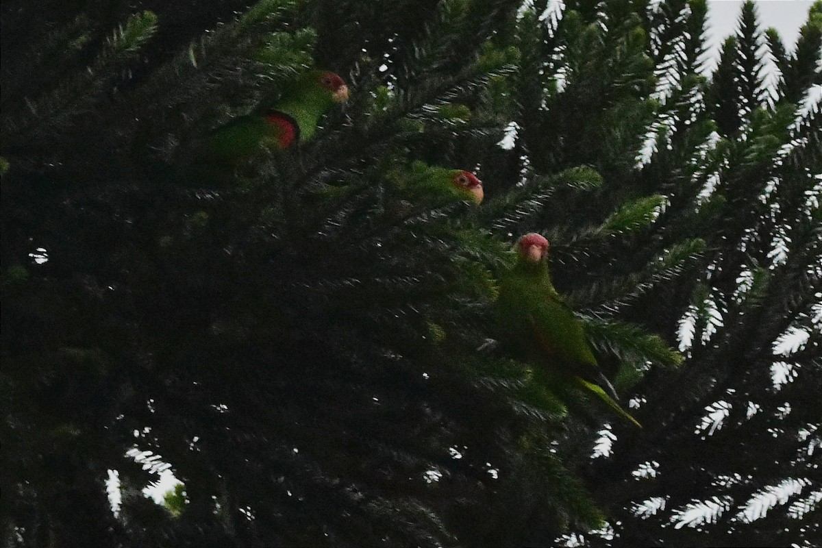 Red-spectacled Parrot - ML620585865