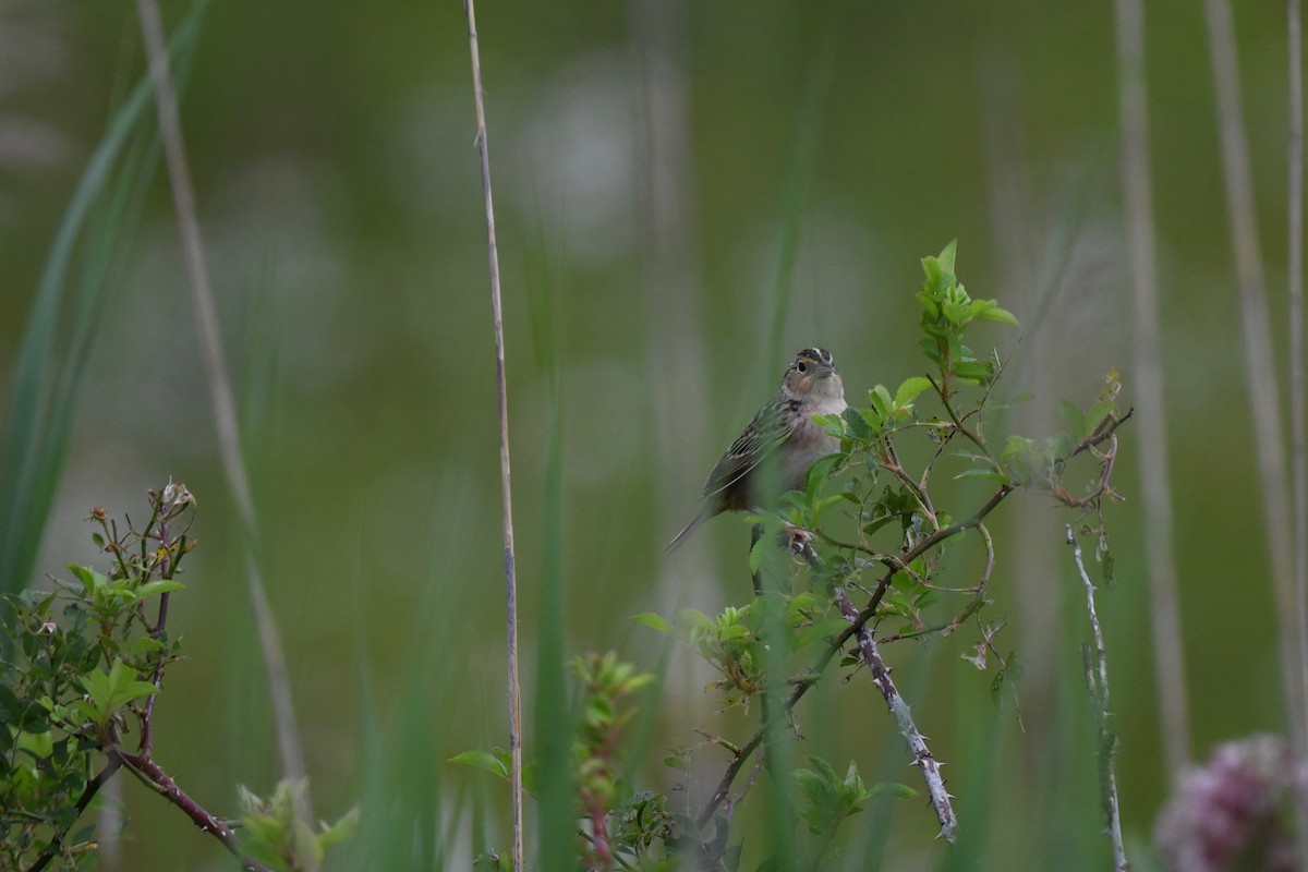 Grasshopper Sparrow - ML620585869