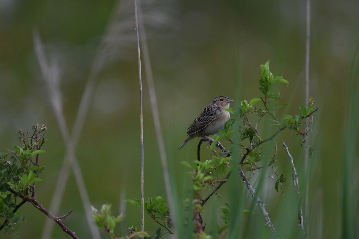 Grasshopper Sparrow - ML620585878