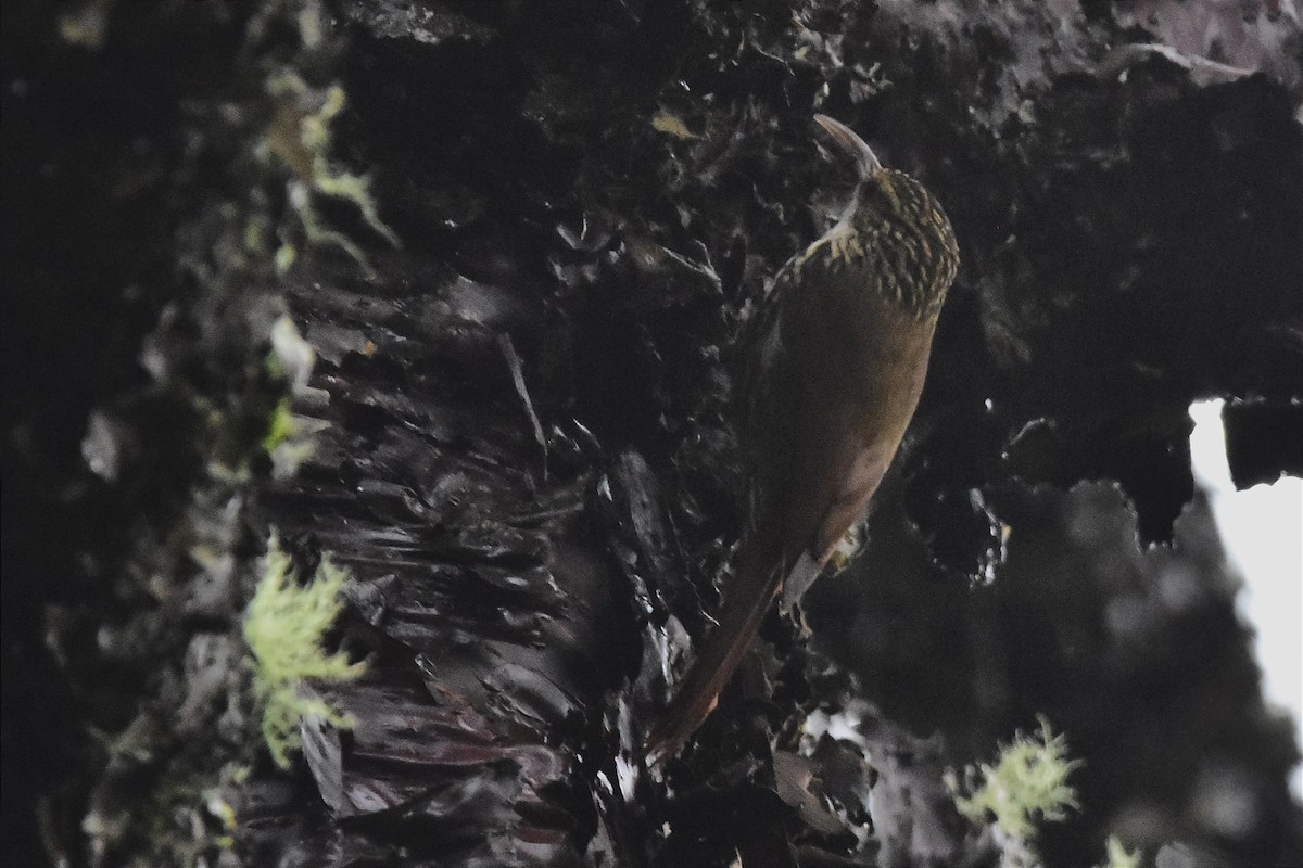 Scalloped Woodcreeper - Juan Bardier