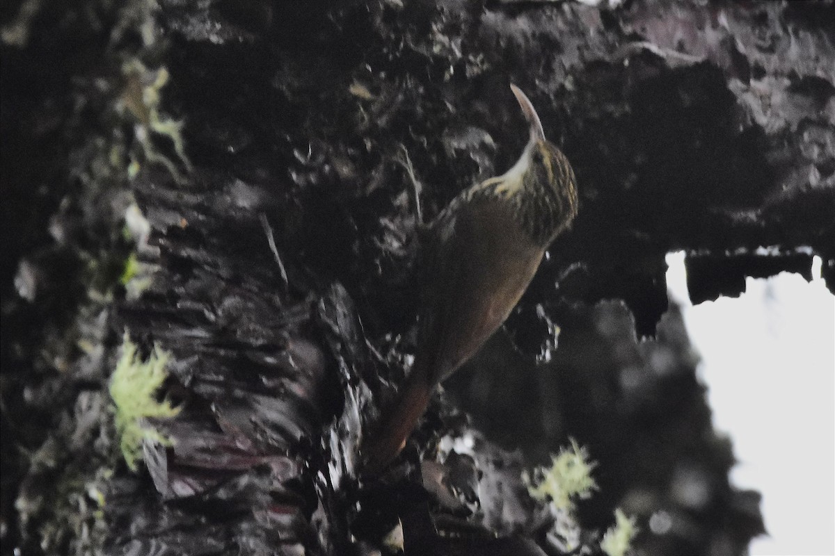 Scalloped Woodcreeper - ML620585880