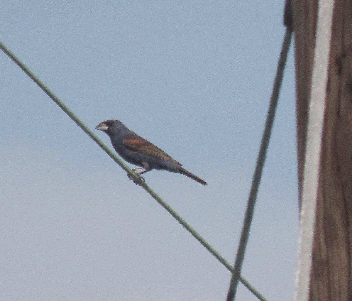 Blue Grosbeak - ML620585882