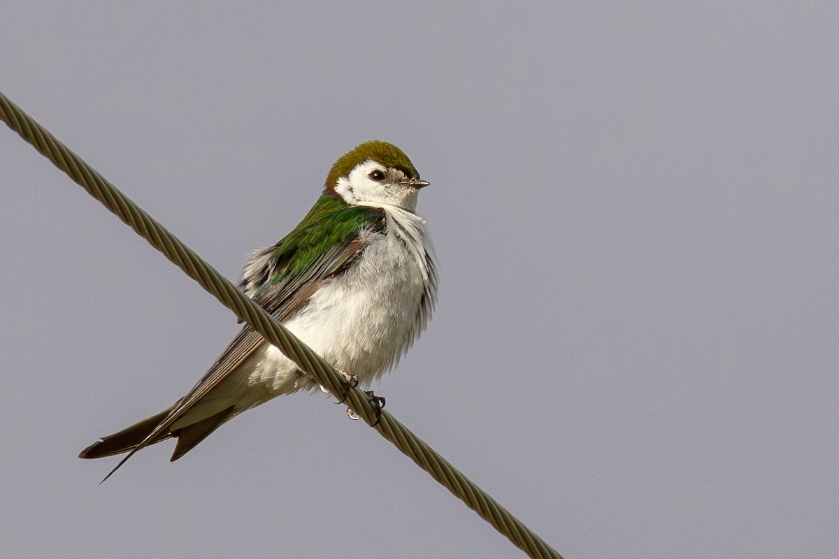 Violet-green Swallow - ML620585883