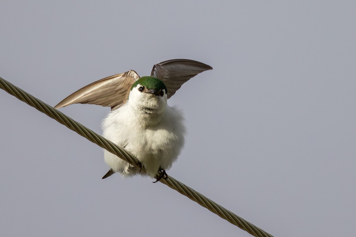 Violet-green Swallow - ML620585884