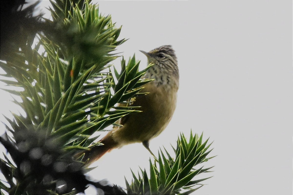 Araucaria Tit-Spinetail - Juan Bardier