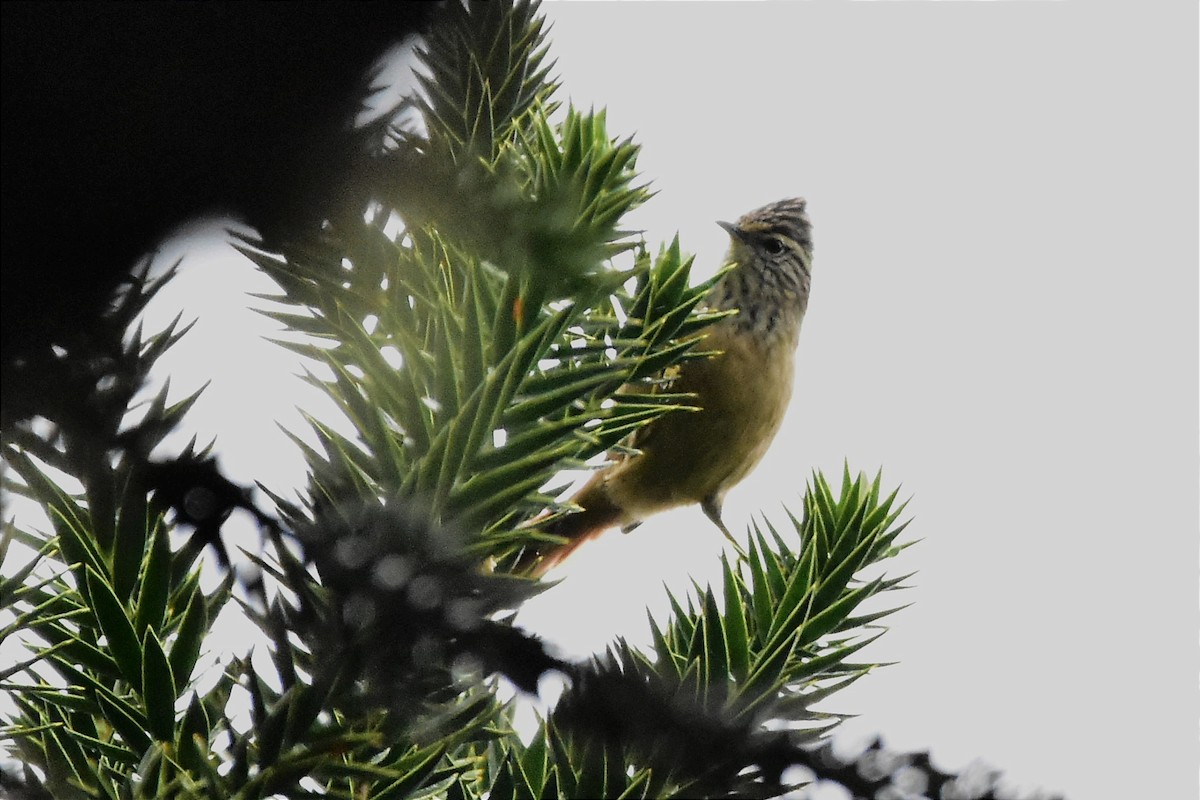 Araucaria Tit-Spinetail - ML620585886