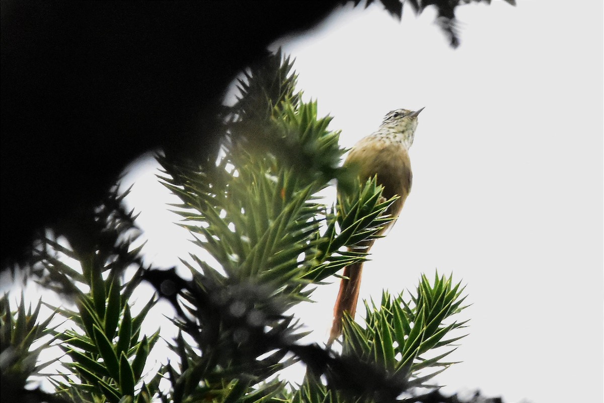 Araucaria Tit-Spinetail - ML620585887