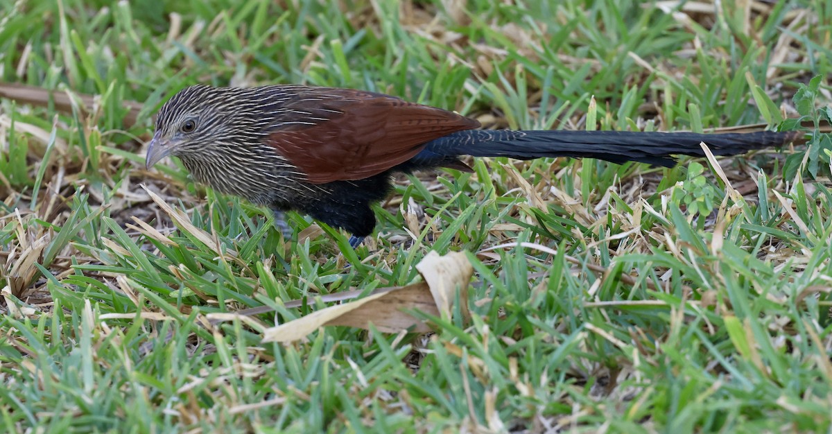 Malagasy Coucal - ML620585888
