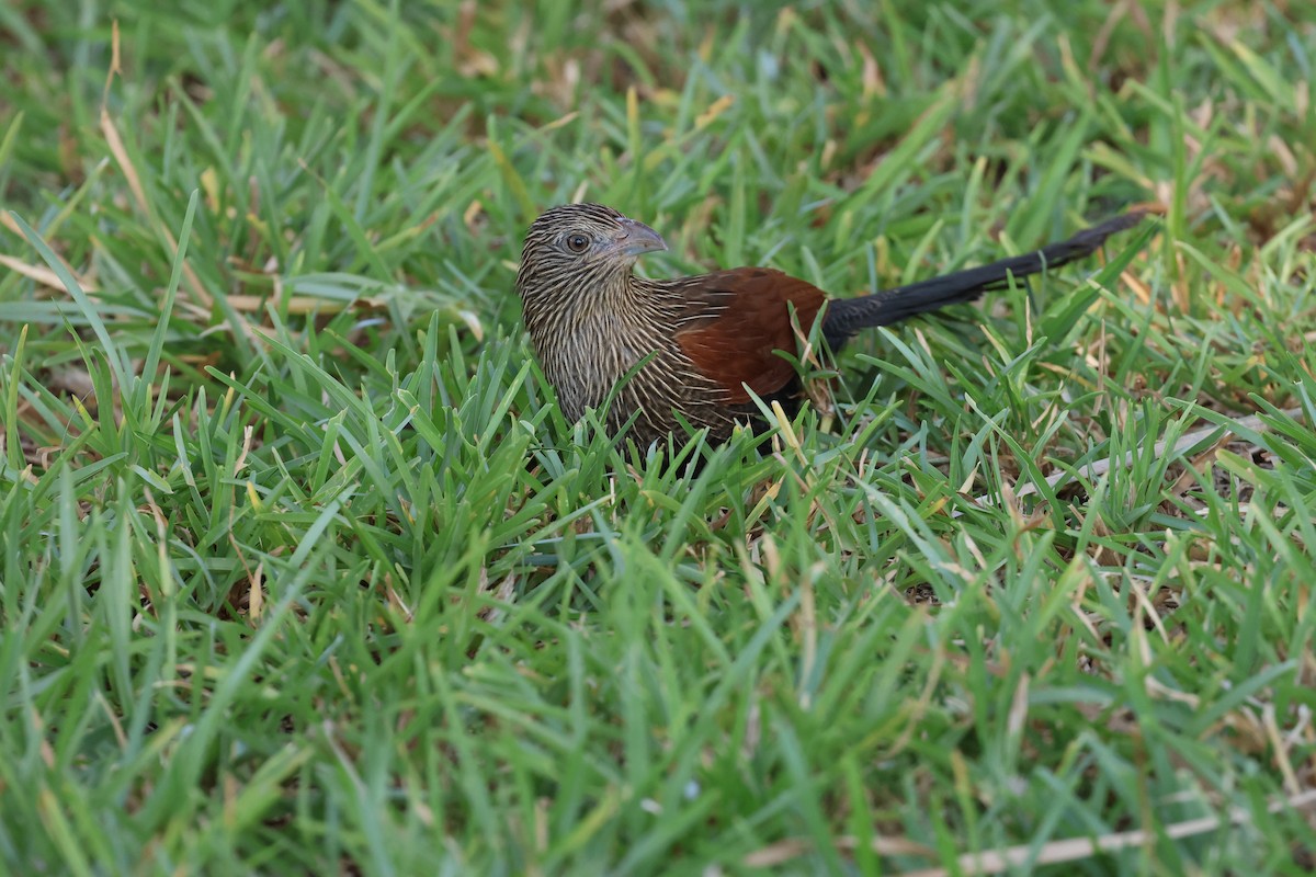 Malagasy Coucal - ML620585889