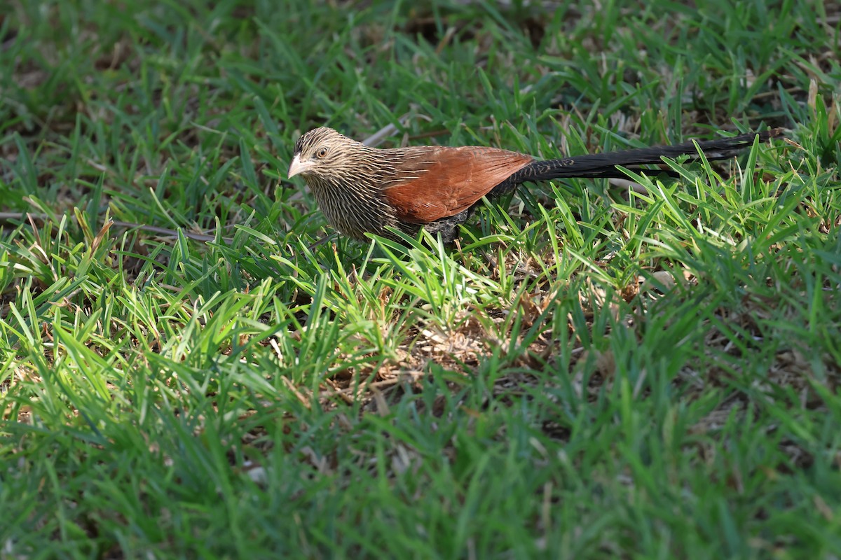 Malagasy Coucal - ML620585890