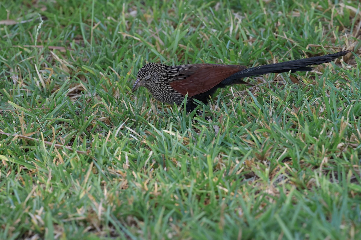 Coucal toulou - ML620585892