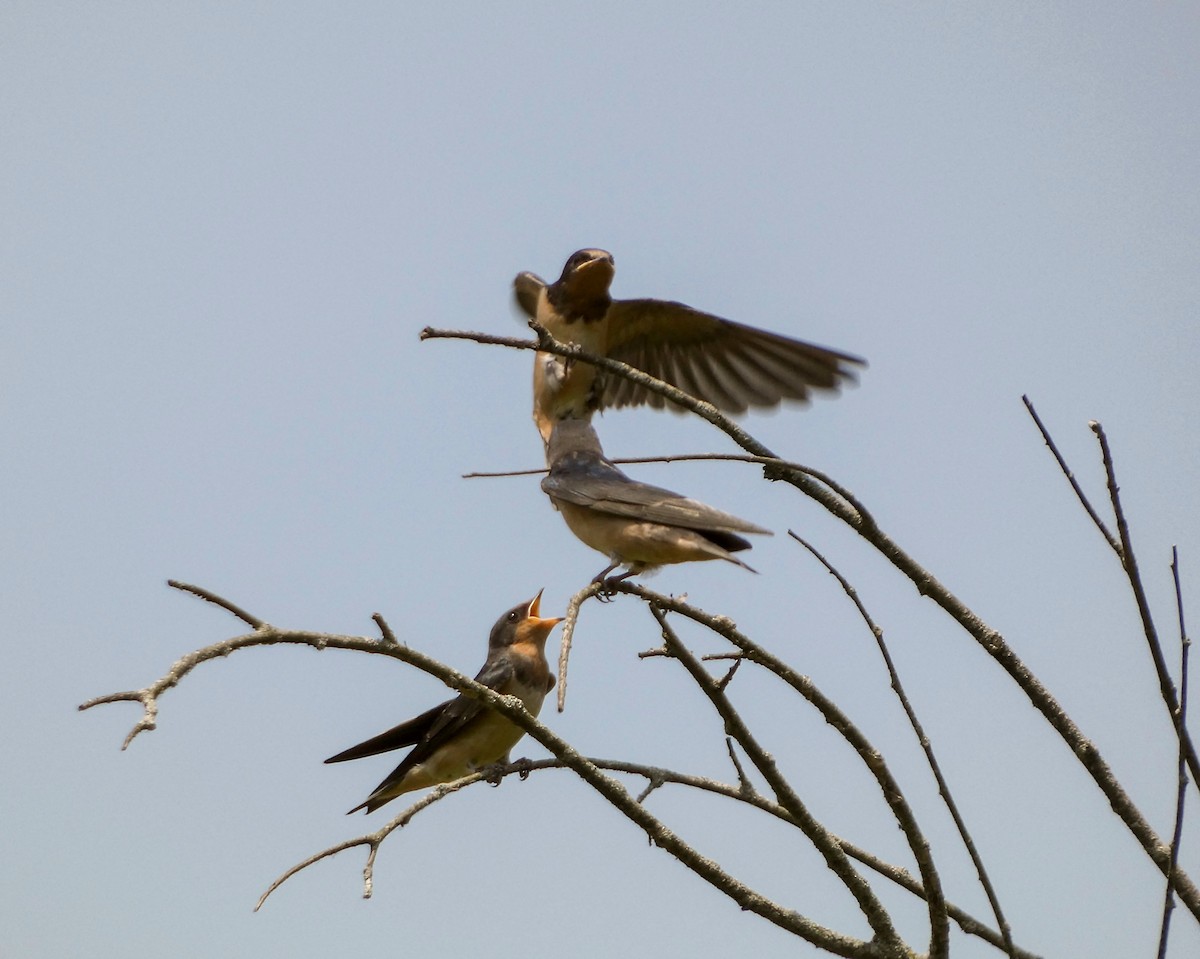 Barn Swallow - ML620585895