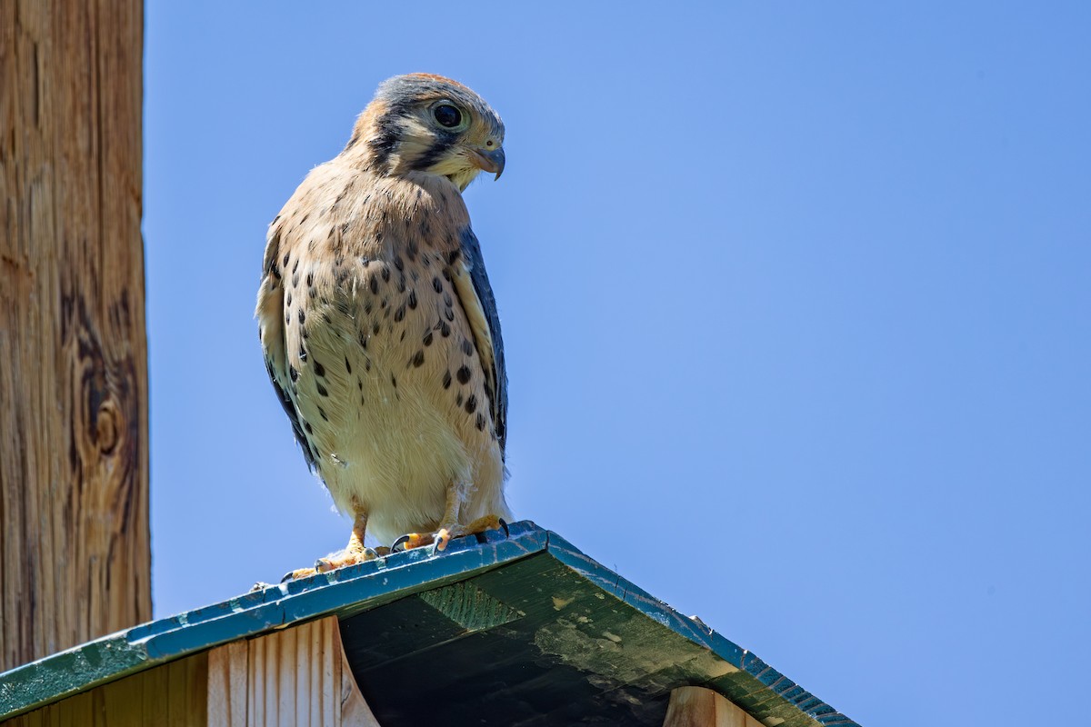 American Kestrel - ML620585901